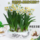 沭之美漳州水仙花種球水培花水仙大球3個(gè)(周長(cháng)18-22cm) 不含盆 源頭直發(fā)
