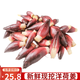 柏饞洋荷姜新鮮 陽(yáng)荷姜 洋河陽(yáng)和姜洋火陽(yáng)藿洋荷洋胡姜蔬菜 3斤