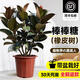 靜黛軒大型綠植黑金剛橡皮樹(shù)客廳大盆栽辦公室內大葉棒棒糖植物凈化空氣 黑金剛50-70cm（原盆栽好） 無(wú)規格