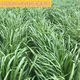 進(jìn)口黑麥草種子多年生寬葉高產(chǎn)牧草種子牛羊雞鴨鵝魚(yú)草籽四季常青 進(jìn)口黑麥草一年生【四倍體小籽】1斤