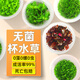 勝畫(huà)水草魚(yú)缸專(zhuān)用植物凈化水質(zhì)制氧真迷你增氧珍珠草辣椒榕無(wú)菌杯水草 日本高珍珠