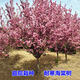 毓耘海棠樹(shù)苗耐寒原生高桿庭院花樹(shù)別墅地栽特大海棠花風(fēng)景樹(shù)園林綠化 西府海棠 4公分粗【高1.6-1.7米】