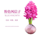 盆栽花卉四季秋冬耐寒郁金香套裝土培綠植風(fēng)信子水培室內種球水養 粉球風(fēng)信子1個(gè)球+2袋營(yíng)養液 16-17CM