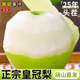 京地達碭山梨皇冠梨 凈重9斤單果250g新鮮梨子酥梨青皮梨源頭直發(fā)包郵