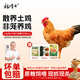 楊博士 皖南散養(yǎng)仔公雞1只 凈重1斤及以上 未打鳴小公雞童子雞源頭直發(fā)