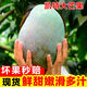 【批發(fā)價(jià)】四川攀枝花凱特芒果新鮮水果當季大青芒水果 帶箱9-10斤巨無(wú)霸【單果600g起】