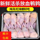 順豐鵪鶉母鵪鶉肉冷凍活體現殺鵪鶉白條燉湯燒烤生骨肉鵪鶉10只裝 20只鵪鶉【3兩左右/只】