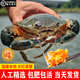 【活蟹】正宗鮮活頭手黃油紅膏蟹活蟹 青蟹 黃油奄仔蟹 中秋禮品 中秋家用：【紅膏母蟹】2斤（4只） 送貨上門(mén)