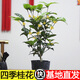 開時果 四季時令花卉綠植盆栽大全 室外庭院地栽植物室內(nèi)好養(yǎng)活陽臺花卉 四季桂花（約40-50cm）+原土發(fā)貨/不含盆