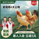 楊博士【大公雞】安徽皖南深山土雞生鮮整只2.6斤走地雞源頭直發(fā)雞肉 1大公雞+1老母雞（凈重4.4斤）
