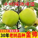 正宗云南昭通黃金帥青蘋(píng)果整箱酸甜孕婦水果當季 70mm(含)-80mm(不含) 中果，30年老樹(shù) 10斤