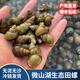 順豐微山湖清水螺新鮮田螺螺螄無(wú)泥無(wú)沙包活可剪尾石螺螺獅粉專(zhuān)用 5斤精選無(wú)泥沙【包活到家】