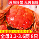 【活蟹】龍行大閘蟹現貨 鮮活螃蟹六月黃公母河蟹水產(chǎn)海鮮禮盒裝 全母蟹3.3-3.3兩 8只