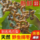 新鮮生吃拐棗新鮮云南野生萬(wàn)壽果旬陽(yáng)縣拐棗可泡酒可生吃產(chǎn)地直發(fā) 1斤新鮮去枝---泡酒專(zhuān)用