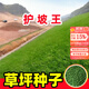 蓿蕾草坪草籽四季常青護坡綠化高羊茅黑麥草狗牙根馬尼拉矮速生草種子 