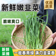 密之藍(lán)天現(xiàn)摘現(xiàn)發(fā)新鮮韭菜約500g密云農(nóng)家新鮮應(yīng)季蔬菜生態(tài)種植生鮮葉菜類(lèi) 500g
