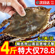 舟山梭子蟹 鮮活野生大螃蟹新鮮冷凍海鮮水產(chǎn)海蟹飛蟹白蟹順豐 5-7兩/只【4斤 個(gè)大肉多】?jì)糁? title=