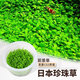 瘋狂水草（FKSC）無菌杯魚缸水草造景植物莫斯陰性草缸日本珍珠草魚缸綠植真水草 日本珍珠草