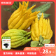 京東鮮花佛手柑250-300g+盆+賀卡桌面寵物家庭鮮切綠植福氣禮物源頭直發(fā)
