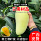 君揚廣西芒果樹(shù)苗 青皮芒果嫁接苗臺農貴妃澳芒 家庭盆栽金煌桂七凱特 金煌芒果苗 兩年苗50-60CM高（帶土帶葉）