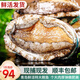 鮮拔頭籌 青島鮮活大鮑魚海捕 大號鮑魚鮮活冷凍生鮮貝類火鍋燒烤特大鮑魚 【活鮮】鮮活特大鮑魚 凈重1000g  12頭