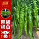 北蔬 辣椒苗帶土秧苗盆栽陽(yáng)臺蔬菜苗 長(cháng)螺絲辣椒苗6棵源頭直發(fā)包郵