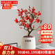 歐芽  海棠花盆栽四季開(kāi)花彩玉海棠樹(shù)苗老樁盆景花卉植物室內花耐寒好 【紅色長(cháng)壽冠】大苗+陶粒 含盆