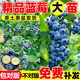 開時果 藍莓樹果苗盆栽可食用 陽臺南北方種植藍莓果樹苗大號當年結(jié)果 【5年大苗&原生盆】夏普 60-80cm 帶土帶葉發(fā)貨-結(jié)果可食用