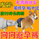 狗狗避孕褲母狗防交配神器狗發(fā)情褲防交配褲生理褲可排泄褲防騷擾 藏青色 L-大型（腰圍40-49cm）