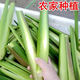 農家高筍現摘茭白筍時(shí)令新鮮蔬菜鮮嫩高山現采水筍孕婦茭白精選發(fā) 高山茭白1斤 現挖現發(fā) 新鮮帶殼