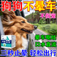 狗狗防暈車(chē)神器緩解貓狗暈車(chē)膏防應激滴液坐車(chē)嘔吐劑情緒舒緩噴霧 1盒裝