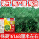 榨油專(zhuān)用種矮桿抗倒抗凍農科院育高產(chǎn)油菜種子雜交大粒油菜籽 農科院航天育種【500克裝】超高 比農資站便宜【華油66】新改良提