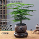 勤凱文竹盆栽盆景植物室內客廳花卉辦公室桌面綠植好養四季常青大盆栽 造型文竹+紫砂舍得盆+黑金沙+圓 帶盆栽好【送肥料】
