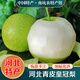 桃西村河北皇冠梨 當(dāng)季青皮冰糖雪梨翠玉皇冠梨翠冠梨香梨酥梨新鮮水果 9斤 精選大果【單果250g+】