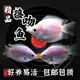 接吻魚(yú)大號親嘴魚(yú)接吻魚(yú)觀(guān)賞魚(yú)一對親親魚(yú)小型熱帶親吻魚(yú)耐活好養 精品-桃花接吻魚(yú)4-6cm【品質(zhì)保障】 12條【公母六對】