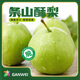【甘味甄選】正宗條山酥梨順豐發(fā)貨甘肅白銀景泰特產(chǎn)新鮮脆甜水果 【精品大果】6枚4斤裝(帶箱）