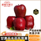 閩農語(yǔ)果甘肅天水花牛新蘋(píng)果粉水果生鮮應季生鮮水果生鮮蘋(píng)果 10斤家庭裝【單果70-75mm】?jì)糁?.5斤 產(chǎn)地直發(fā)