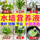 水培營(yíng)養液家用水養花卉吊蘭富貴竹綠蘿碗蓮濃縮植物專(zhuān)用液體肥料 1瓶裝【水培花卉專(zhuān)用營(yíng)養液】
