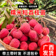 君揚無(wú)核A4妃子笑荔枝樹(shù)苗桂味糯米糍白糖罌雞嘴荔糯米糍荔枝王荔枝苗 糯米糍荔枝苗 兩年苗50-70cm高(帶土帶葉)