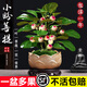 卡馳慕寧菩提樹(shù)盆栽小盼菩提盆景帶果中式禪意桌面擺件室內創(chuàng  )意好養綠植 [特A級-帶果發(fā)貨](méi)小盼菩提+蓮花紫砂盆 含盆