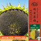 壽禾 食用向日葵花種子種苗粒大飽滿(mǎn)瓜子種籽 食用向日葵種子約140粒