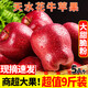 正宗甘肅天水花牛蘋(píng)果9斤新鮮水果當季粉面甜蛇果黑卡丑平果禮盒L 3斤中果【現摘現發(fā)/甄選品質(zhì)】