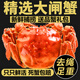 【活蟹】澄最大閘蟹全母螃蟹鮮活現貨河蟹現貨生鮮水產(chǎn)禮盒裝 全母1.7-2.0兩 10只