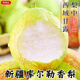 京地達新疆庫爾勒香梨梨子梨水果 凈含量9斤單果100g+源頭直發(fā)包郵