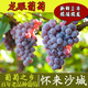 桃西村        龍眼葡萄 新鮮孕婦水果 酸甜紫葡萄現摘懷來(lái)特產(chǎn)整箱現貨 5斤 16mm