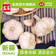 寶菜大蒜紫皮蒜頭25年山東金鄉(xiāng)地標(biāo)產(chǎn)品帶皮干蒜產(chǎn)地源頭直發(fā)包郵 精品大果-凈重1.8斤裝 單果5.5cm