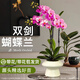 雙盟玫紅雙株蝴蝶蘭帶花苞易養蘭花卉四季開(kāi)花綠植盆栽火鍋盆源頭直發(fā)