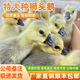 潮汕純種獅頭鵝廣東特大種正宗鵝苗原種脫溫斤鵝順豐活體假一賠十 獅頭鵝（簽收錄視頻） 6只（單只130g左右發(fā)貨）