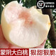 大白桃蒙陰大白桃山東新鮮桃子硬脆桃當季水果脆甜冬桃水蜜桃 奶油白蟠桃【精選大果】--順豐快遞 3斤