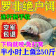 九釣郎羅非專(zhuān)用餌料池塘湖泊野釣廣東大羅非腥香魚(yú)食小藥黑坑爆護打窩料 一袋【專(zhuān)釣羅非魚(yú)】